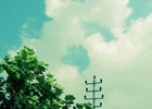 棕翅歌百灵 Rofous-winged Bush Lark