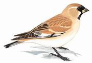 黑喉雪雀 Small Snowfinch