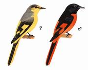 赤红山椒鸟 Scarlet Minivet