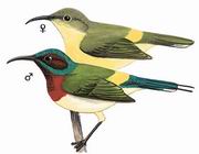 叉尾太阳鸟 Fork-tailed Sunbird