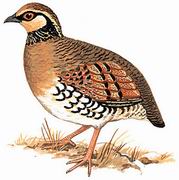 褐胸山鹧鸪 Brown-breasted Hill Partridge