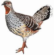 雉鹑 Pheasant Grouse