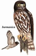 鹰鸮 Brown Hawk Owl