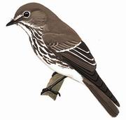 灰纹鹟 Grey-streaked Flycatcher