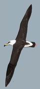 黑背信天翁 Laysan Albatross