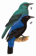 和平鸟 Asian Fairy-bluebird