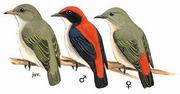 朱背啄花鸟 Scarlet-backed Flowerpecker