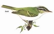 冕柳莺 Eastern Crowned Warbler