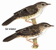 矛斑蝗莺 Lanceolated Warbler