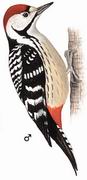 纹胸啄木鸟 Stripe-breasted Woodpecker