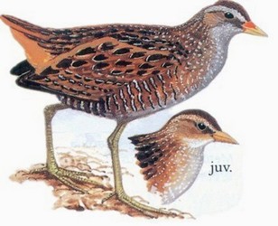 斑胸田鸡 Spotted Crake