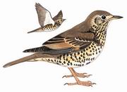 槲鸫 Mistle Thrush