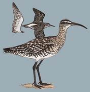 中杓鹬 Whimbrel