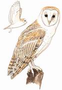 仓鸮 Barn Owl