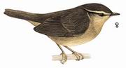 异色树莺 Aberrant Bush-Warbler