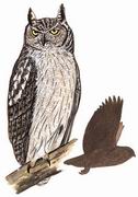 乌雕鸮 Dusky Horned owl