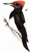 白腹黑啄木鸟 White-bellied Woodpecker