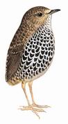 鳞胸鹪鹛 Scaly-breasted Wren Babbler