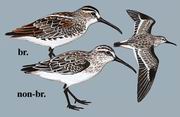 阔嘴鹬 Broad-billed Sandpiper