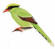 蓝绿鹊 Green Magpie