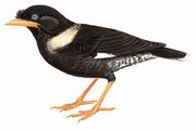 白领八哥 Collared Myna