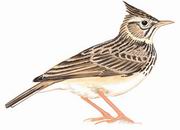 凤头百灵 Crested Lark