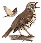 欧歌鸫 Song Thrush