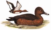 白眼潜鸭 White-eyed Pochard