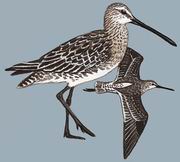 半蹼鹬 Asian Dowitcher