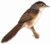大草莺 Rufous-rumped Grassbird