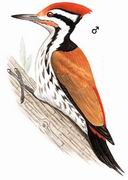 喜山金背三趾啄木鸟 Himalayan Flameback