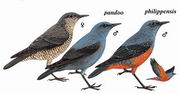 蓝矶鸫 Blue Rock-Thrush