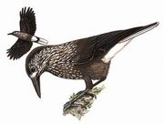 星鸦 Spotted Nutcracker