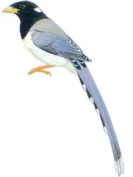 黄嘴蓝鹊 Yellow-billed Blue Magpie