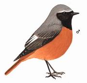 黑喉红尾鸲 Hodgson's Redstart