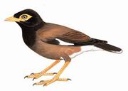 家八哥 Common Myna