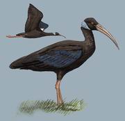 白肩黑鹮 White-shouldered Ibis