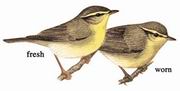 黄腹柳莺 Tickell's Leaf Warbler