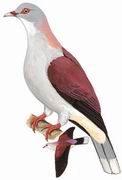 山皇鸠 Mountain Imperial Pigeon