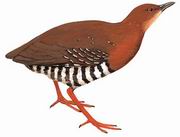 红腿斑秧鸡 Red-legged Crake