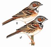 栗耳鹀 Chestnut-eared Bunting