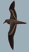 褐燕鹱 Bulwer's Petrel