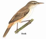 东方大苇莺 Oriental Reed Warbler