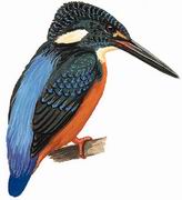 斑头大翠鸟 Blyth's Kingfisher