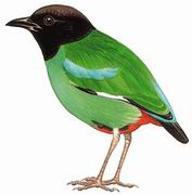 绿胸八色鸫 Hooded Pitta