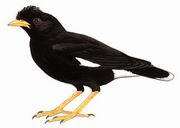 林八哥 White-vented Myna