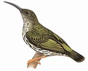 纹背捕蛛鸟 Streaked Spiderhunter