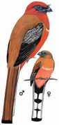 红头咬鹃 Red-headed Trogon