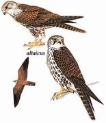 猎隼 Saker Falcon