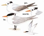 小凤头燕鸥 Lesser Crested Tern